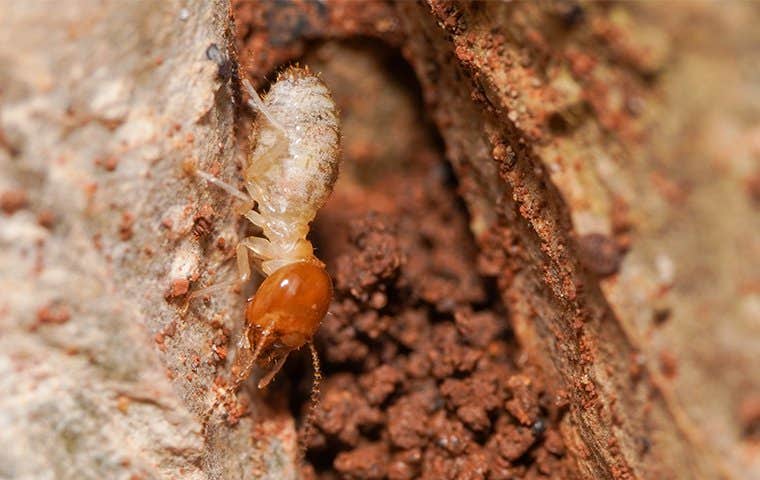 termite in a mud tube