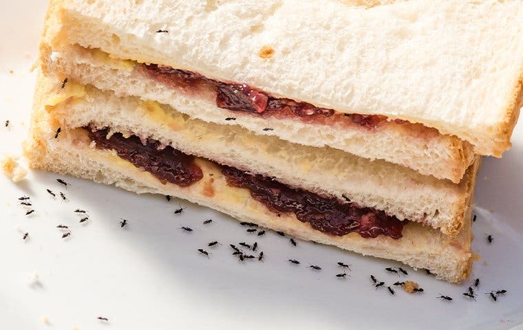 ants crawling on plate and sandwich