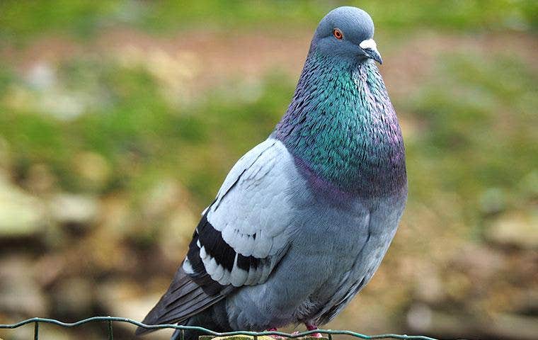 a pigeon on a fence
