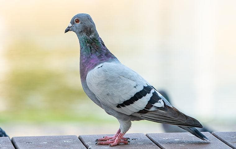 pigeon on a picnic table