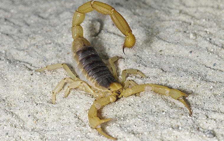 up close image of a hairy scorpion crawling on sand