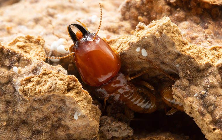 termite crawling in nest