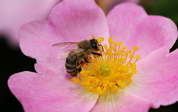 a honey bee pollinating a flower