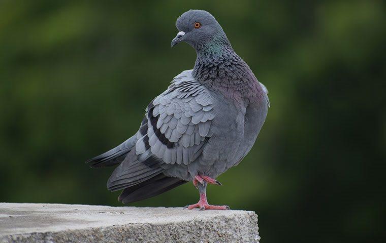 a pigeon standing on concrete