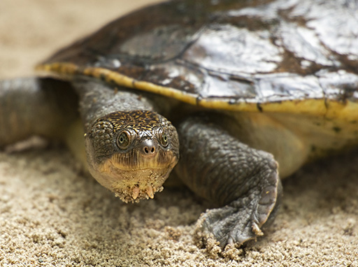 Mary River turtle protection program