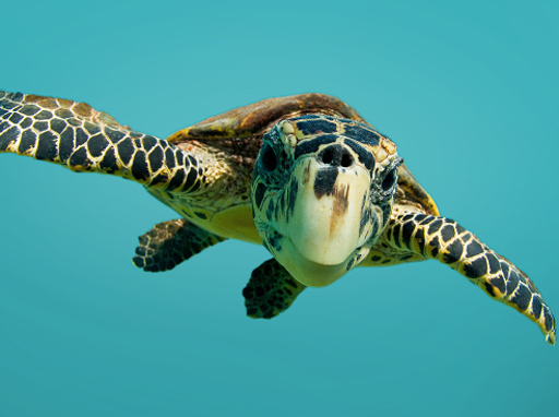 Hawksbill turtle