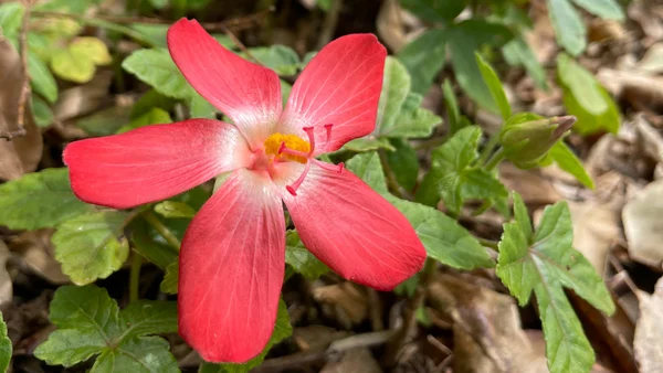 How to design a beautiful native garden