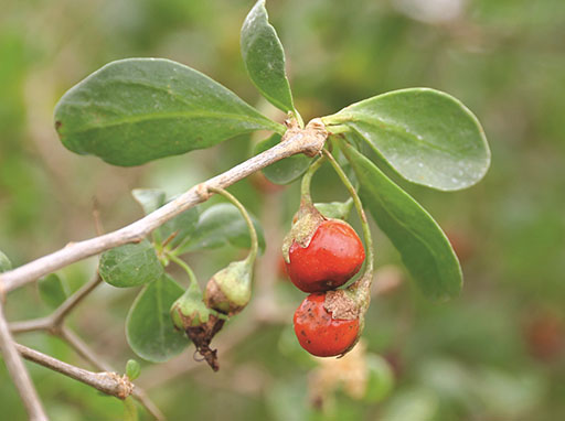 African boxthorn (WoNS)