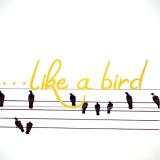 Like a bird - Vocal Tuition