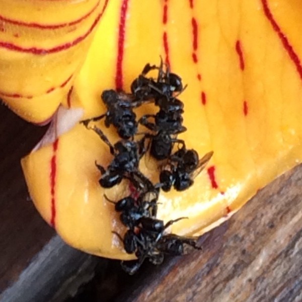 Dead native bees on African Tulip Tree flower