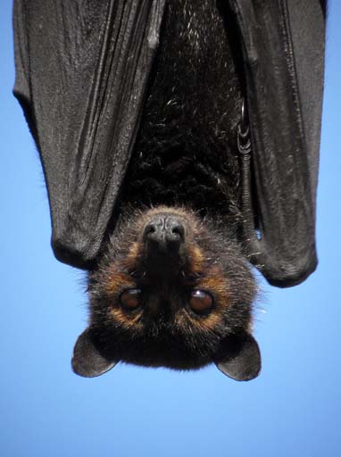 Flying foxes