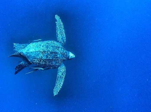 The 7 sea turtles of the world