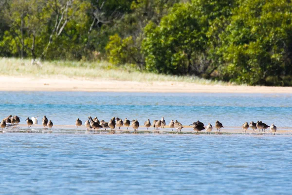 Recent shorebird sightings