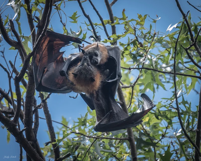 Flying-fox pups are on their way!
