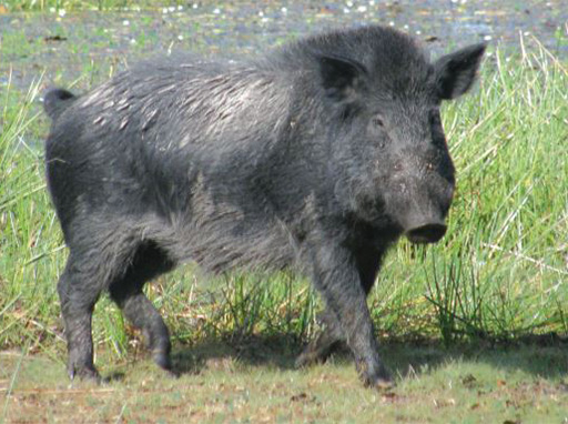 Feral pig