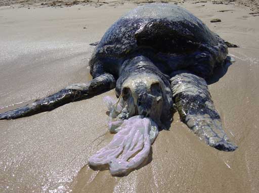 Plastic in the marine environment