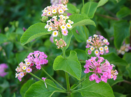 Invasive plants and animals