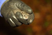 Water mouse