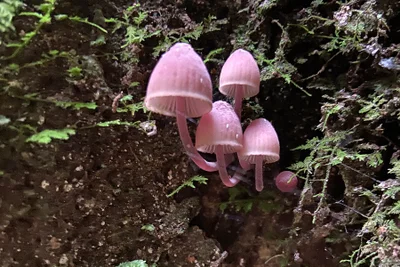 The fungi of Mary Cairncross