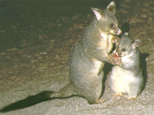 Native animal species