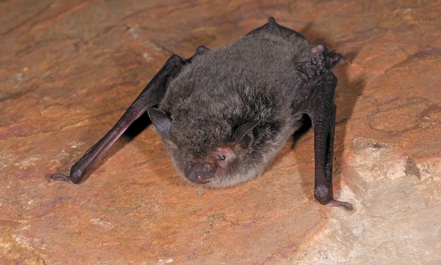 Large-footed myotis