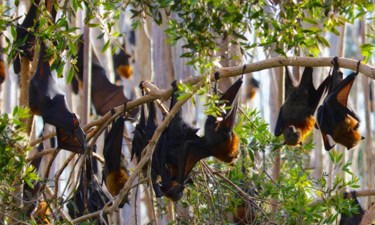 Understanding our Flying-foxes