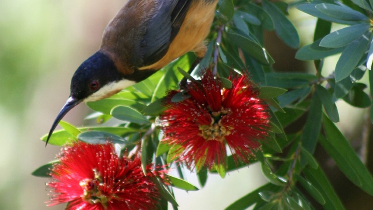 Learn how to create a beautiful native garden