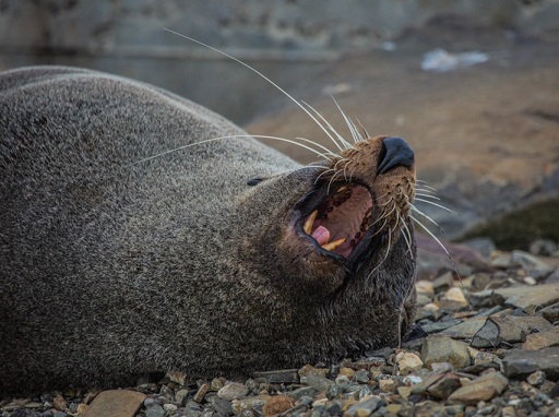 New Zealand fur seal