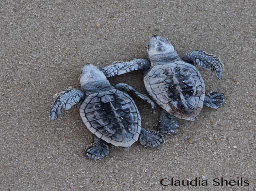 Turtle resources