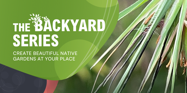 Using Native Grasses for Meadows and Lawns
