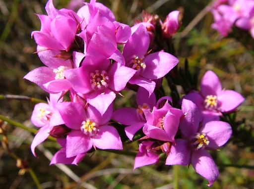 Sunshine Coast Wildflower Festival