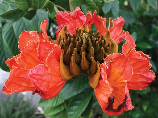 Other invasive plants