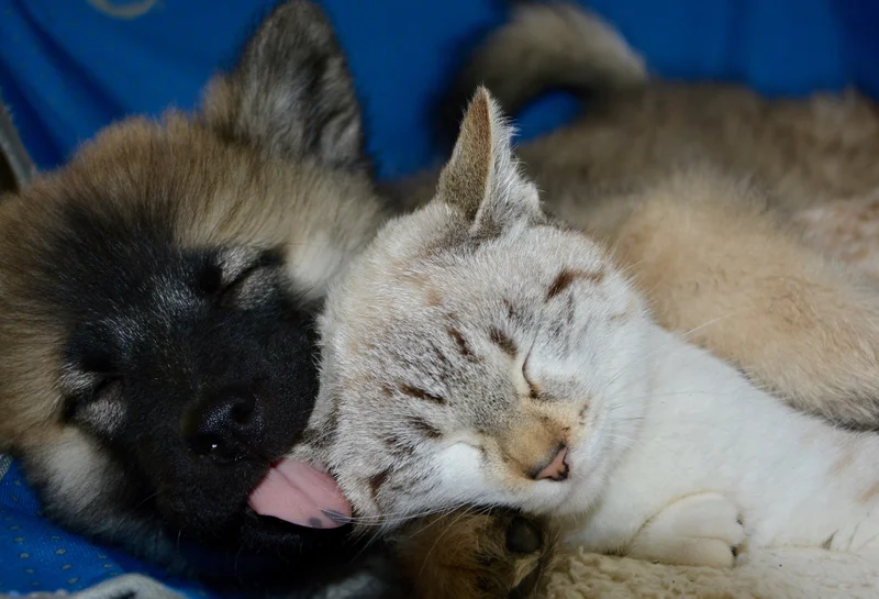 Cat and dog registrations