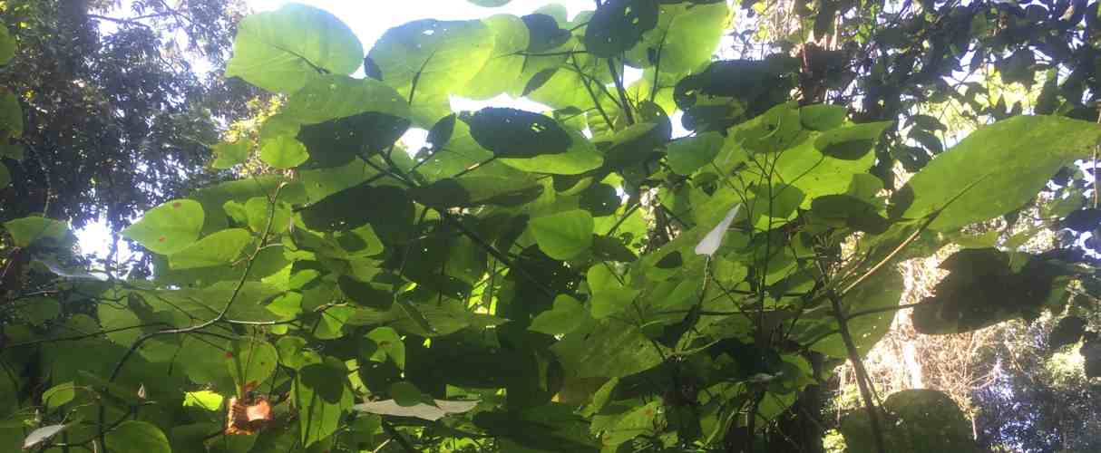 Giant stinging tree