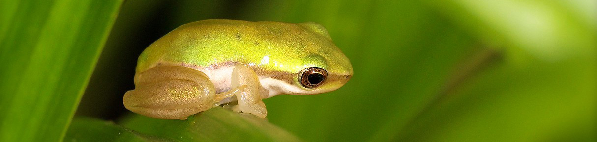 Eastern sedge frog Litoria Fallax