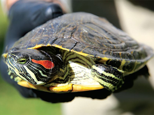 Red-eared slider turtle