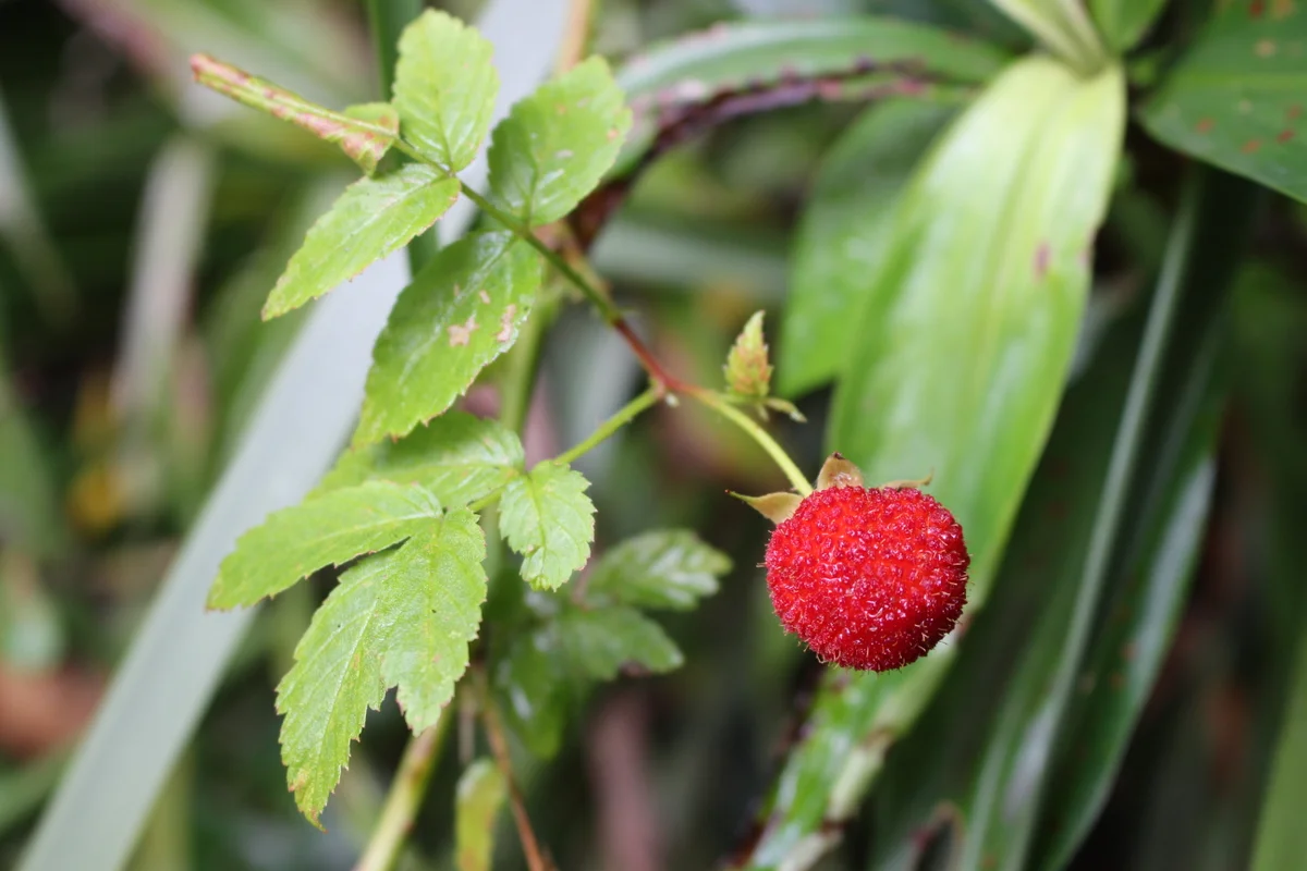 Sweet treats - Native plants for everyday cooking