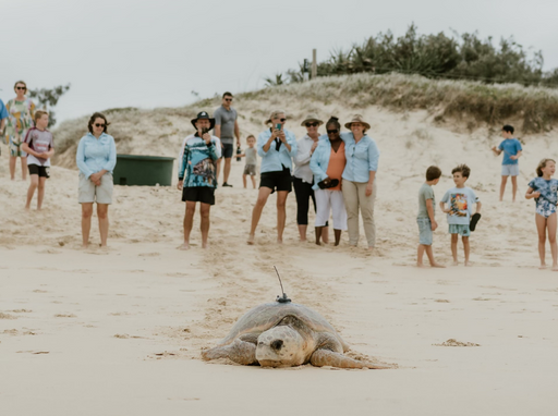Tour de turtle: Mystery movements of ancient mariners revealed