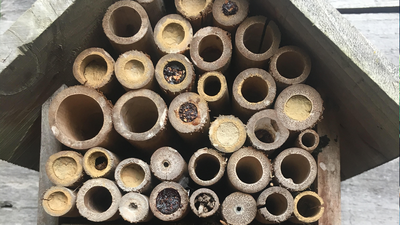 Build a bee hotel