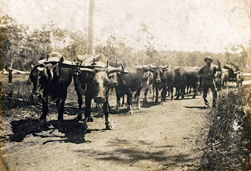 Bullocky Bill with his bullock team and timber jinker (Picture Sunshine Coast)