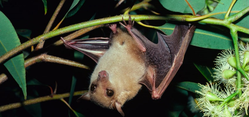 Blossom bat