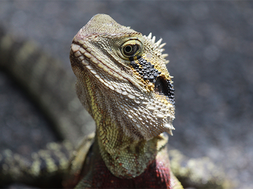 Eastern water dragon