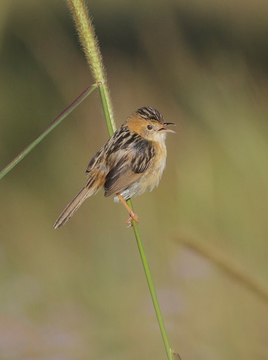 Golden headed cisticola
