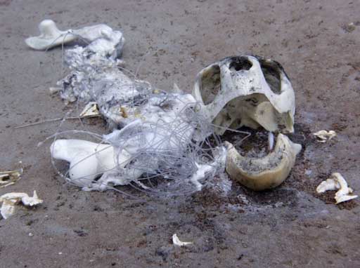 Discarded fishing line