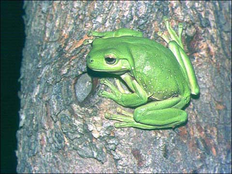 Green tree frog
