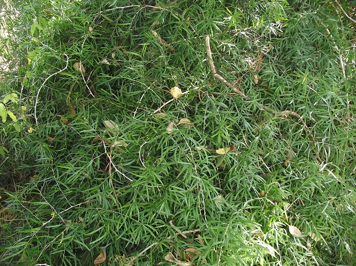 Invasive asparagus plants
