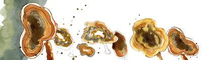 Watercolour Fungi