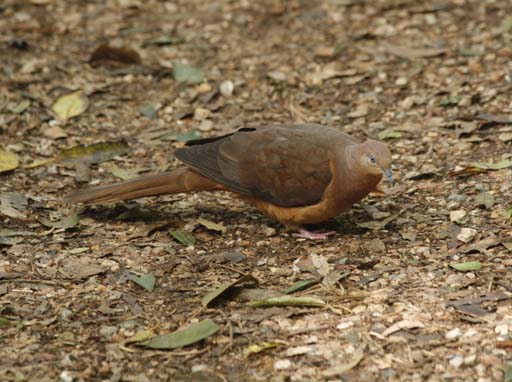 Brown cuckoo-dove