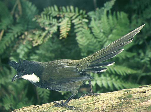 Wildlife