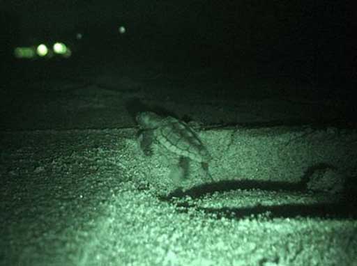 Light pollution